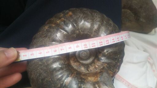 アンモナイトの化石 最大直径30cm超