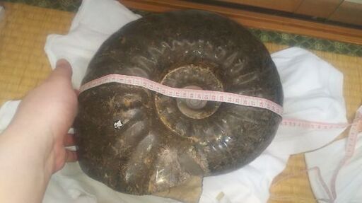 アンモナイトの化石 最大直径30cm超 | hanselygretel.cl