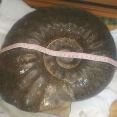 アンモナイトの化石 最大直径30cm超