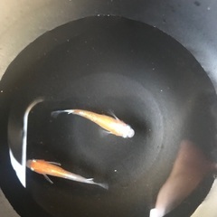 ✨アマテラス　メダカ　稚魚1匹100円