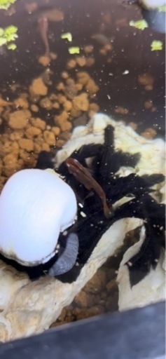 メダカ　真朱　特濃な赤