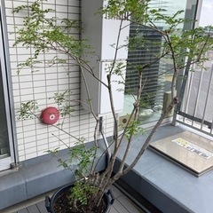 大きなシマトネリコ　高さ160〜170cmくらい　観葉植物