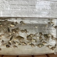 【15匹500円】金魚　7月孵化　オランダ獅子頭　稚魚　