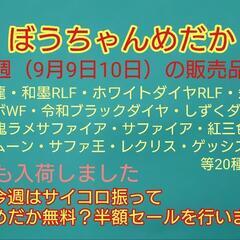 ぼうちゃんめだか販売所