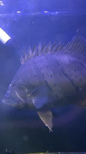 ダトニオ プラスワン 熱帯魚