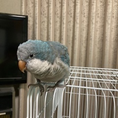 (報酬アップしました)オキナインコ ブルーを逃がしてしまいました