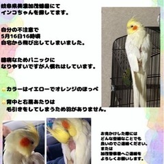 オカメインコを探してます