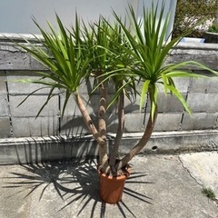 観葉植物　カンボジアナ