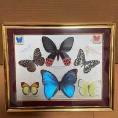 蝶、標本、モルフォ蝶、アンティーク、インテリア、コレクション