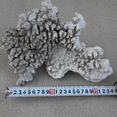 白珊瑚？