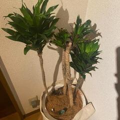 観葉植物 110cm ドラセナ 本物