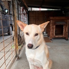 大三島　成犬約１歳半　男の子　仮名　シロ君 - 犬