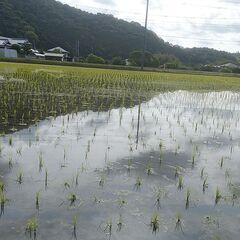 【完売御礼】お米を販売しています