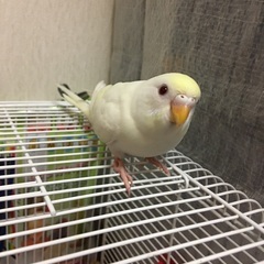 セキセイインコ　里親さん募集中の画像