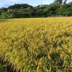 【残り3
】令和5年　岐阜県産　コシヒカリ玄米【定期購買可】