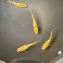 【写真現物】レクリス若魚2ペア