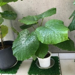 今人気の卓上型❤️の形をした観葉植物、ウンベラータです