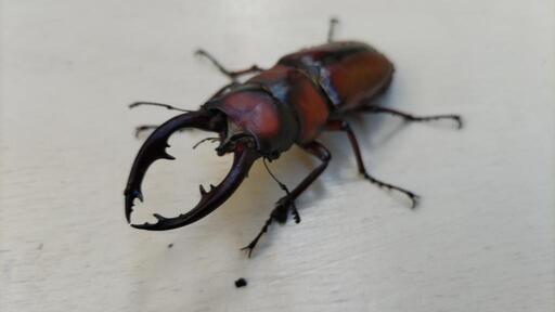 外国、国産クワガタ・カブトムシお取引先決定
