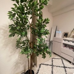 【引取のみ】IKEA FEJKA フェイカ　人工観葉植物ベンジャ...
