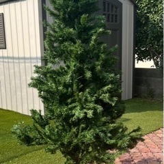 クリスマスツリーお譲りします（170cmくらい）
