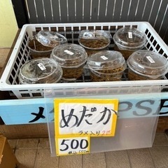 メダカ、カスミ銚子南小川店