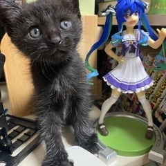 黒猫ちゃんの里親募集