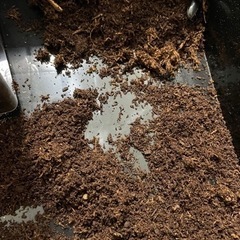 ブシグニーミヤマ 幼虫4頭