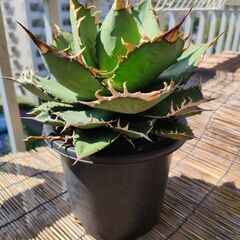 アガベ チタノタ　ナンバーワン　5号菊鉢