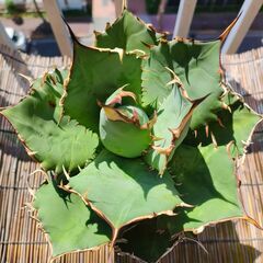 アガベ チタノタ　ナンバーワン　5号菊鉢