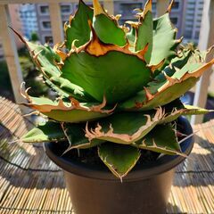 アガベ チタノタ　ナンバーワン　5号菊鉢