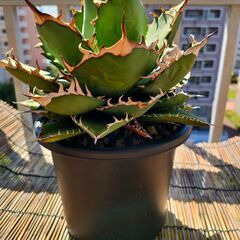 アガベ チタノタ　ナンバーワン　5号菊鉢