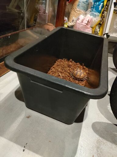プラ船