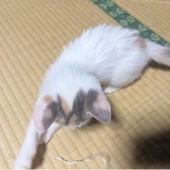 生後1ヶ月半ぐらいのパステル三毛ちゃん♡ - 猫