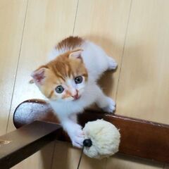 垂れ耳でとても可愛い子猫ちゃん💕