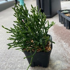 【処分SALE】観葉植物 ハオチラ サルコイオイデス 9cm鉢 