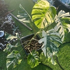 希少 班入りモンステラ 大苗