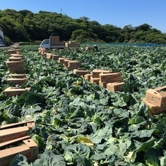 農作業アルバイト - 三浦市