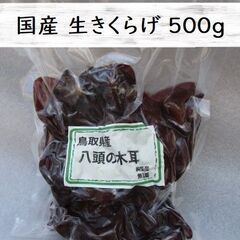 ＜500g＞生きくらげ500g真空パック 生木耳 生キクラゲ 国産木耳