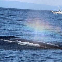 10月☆USA祈り&🐋ウォッチングツアー(日帰り)