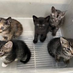 8月3日生まれの５匹の子猫の里親募集