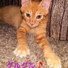 無事に決まりました😍茶トラ4ヶ月男の子 - 猫