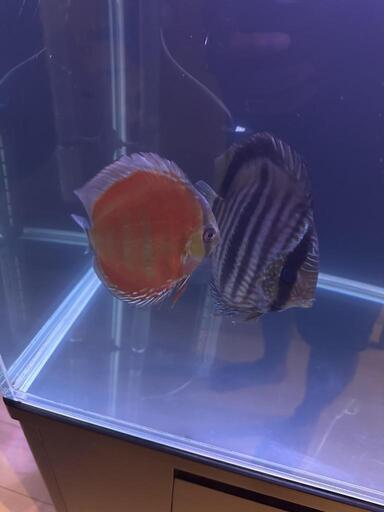 ワイルドデイスカス