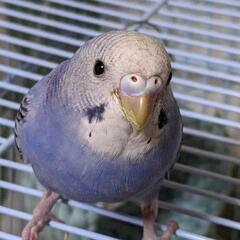 文鳥、セキセイインコ