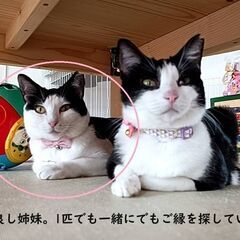 【北九州多頭飼い崩壊】いつもニコニコ。ハチワレ美猫の画像