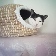 【北九州多頭飼い崩壊】いつもニコニコ。ハチワレ美猫 - 里親募集