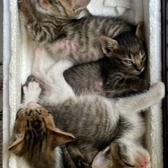 【新規受付停止】保護した子猫●４匹の里親を募集します。