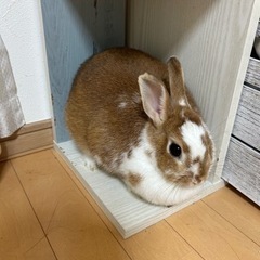 うさぎの里親を探しています