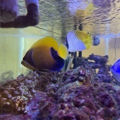 海水魚引退するので売ります
