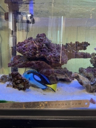 海水魚引退するので売ります 海水魚引退するので売ります