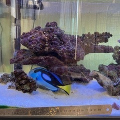 海水魚引退するので売ります